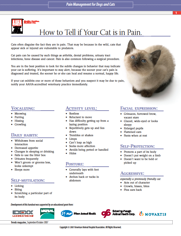 how to tell if cat is in pain infographic