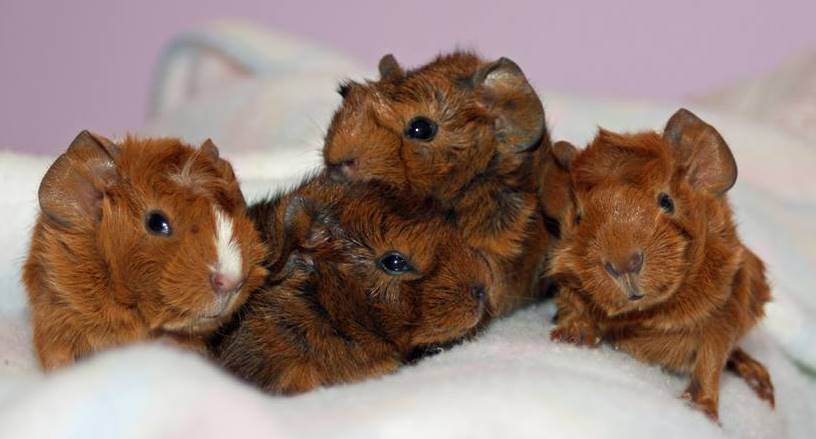 hamsters