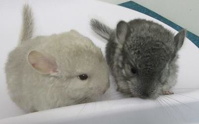 chinchilla