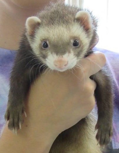 ferret