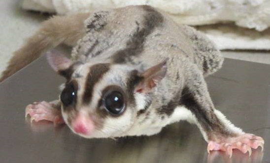 sugar glider