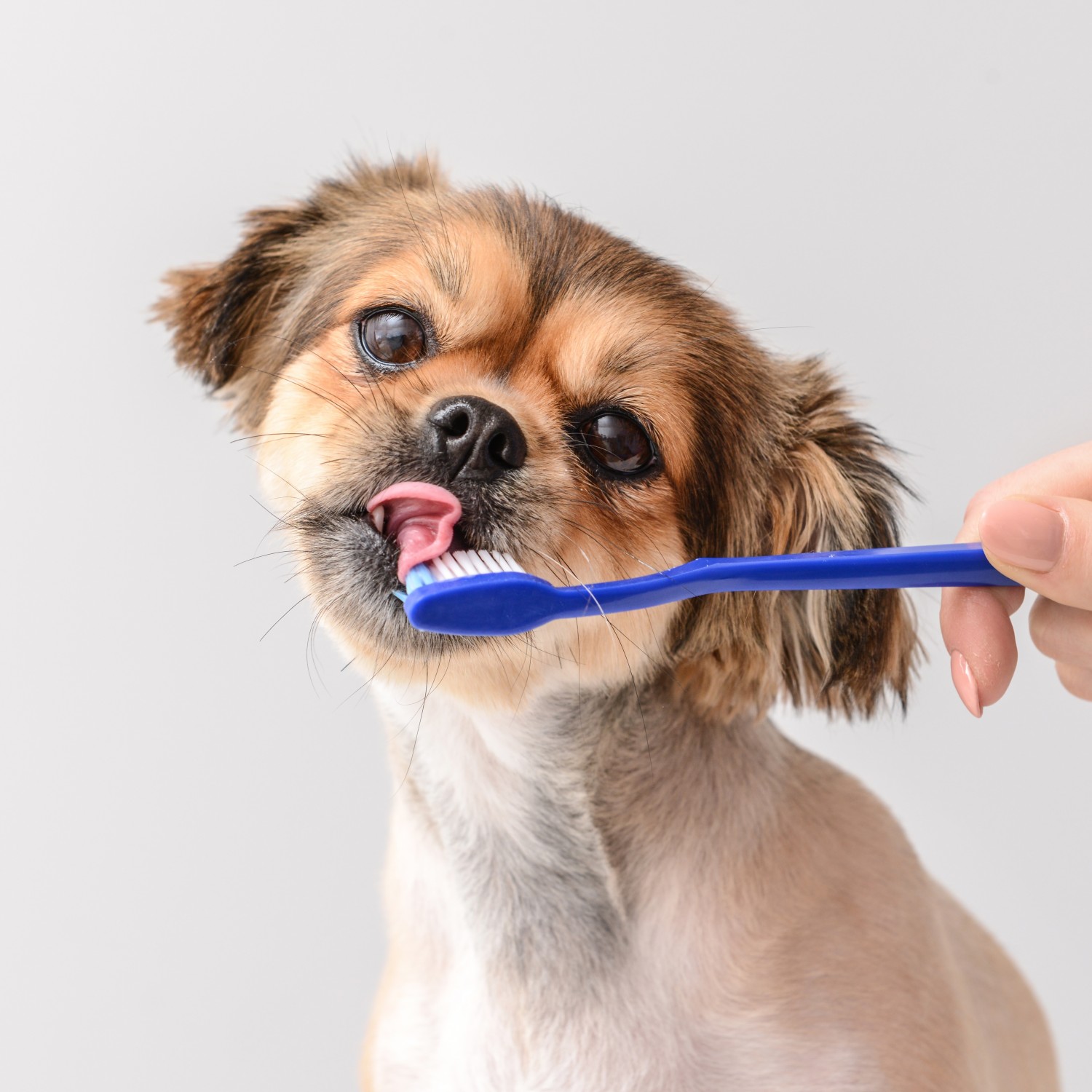 Dental Health Month - Dog with tooth brush