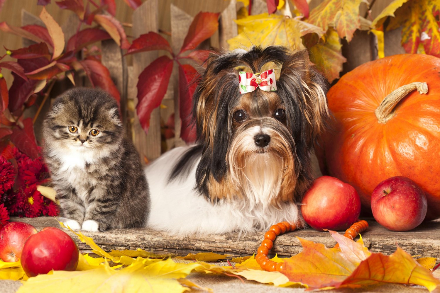 Fall Safety - Dog and Cat on Fall Decor