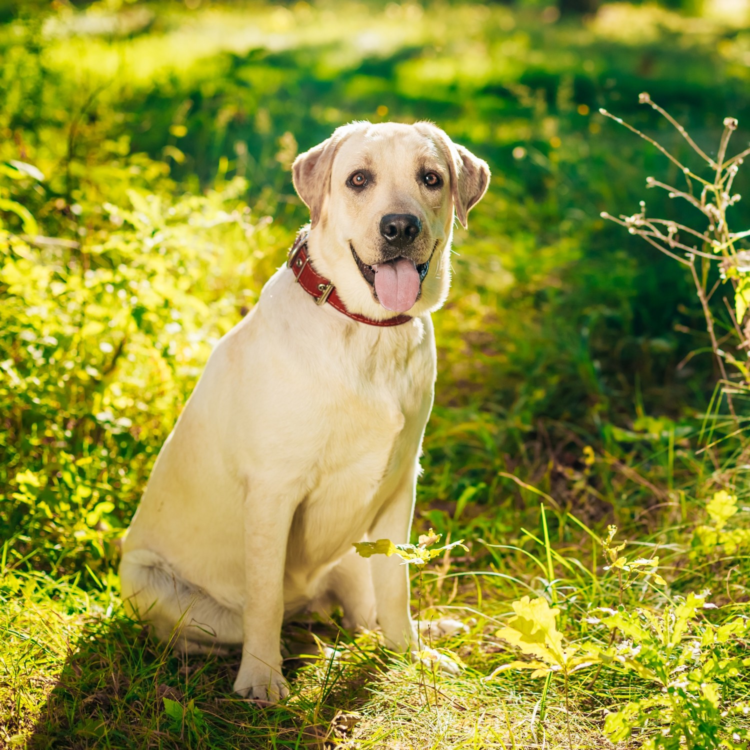 Summer Safety - Dog Sitting in Grass
