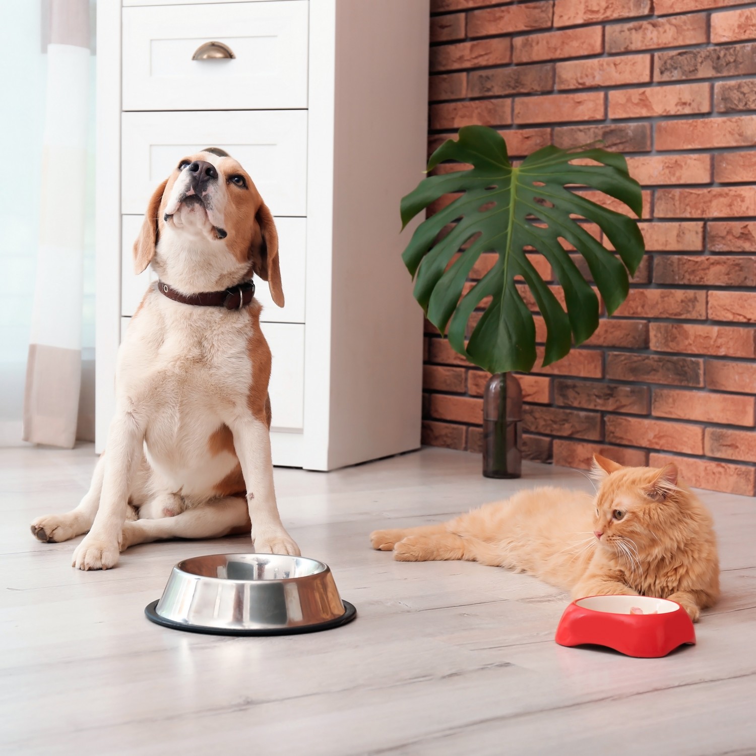 dog and cat with food